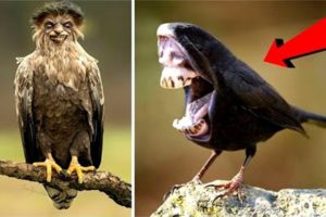 20 Dangerous Birds You Should Run Away From