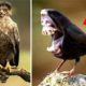 20 Dangerous Birds You Should Run Away From