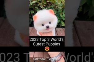 😍2023 Top 3 Cutest Puppies IN The World #viralshorts #youtubeshorts #funny