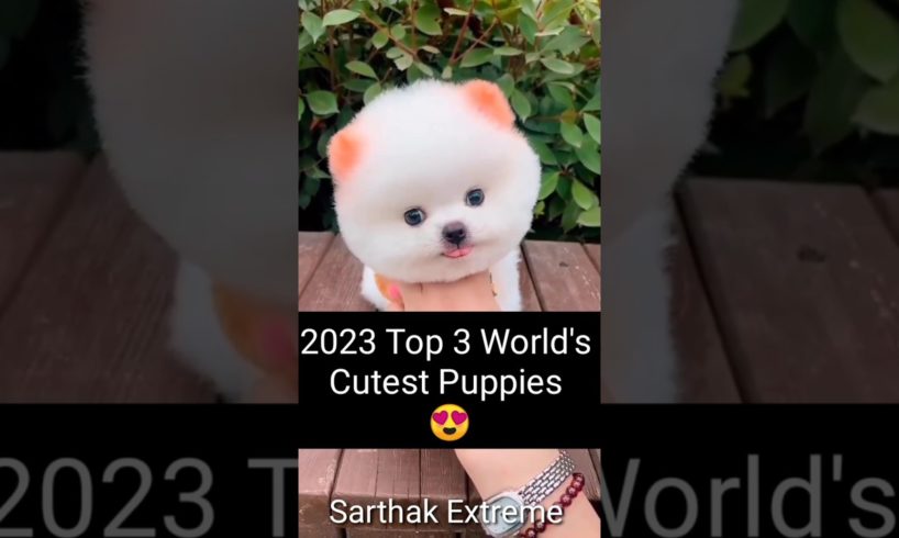 😍2023 Top 3 Cutest Puppies IN The World #viralshorts #youtubeshorts #funny