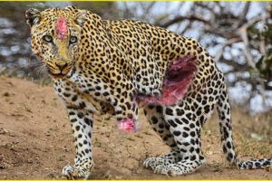 23 Worst Moments Happened to Poor Leopard | Animal Fighting