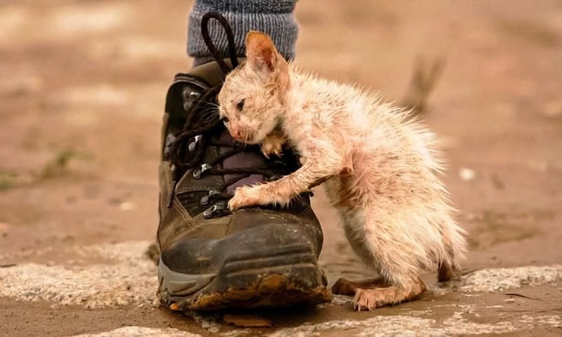 25 Animal Rescues That Will Make You Cry