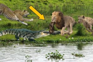 30 Craziest Animal Fights of All Time 2023
