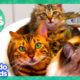 30 Minutes Of Pets Who Love Their Families ❤️ | Dodo Kids | Animal Videos For Kids