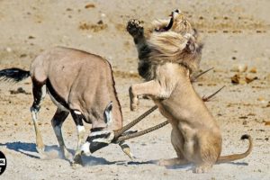 30 Times Animals Brutally Attack And Kill Predators With Horns Evil | Wild Animals