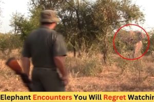 4 Elephant Encounters You Will Regret Watching | Elephant Close Encounter | Jaws