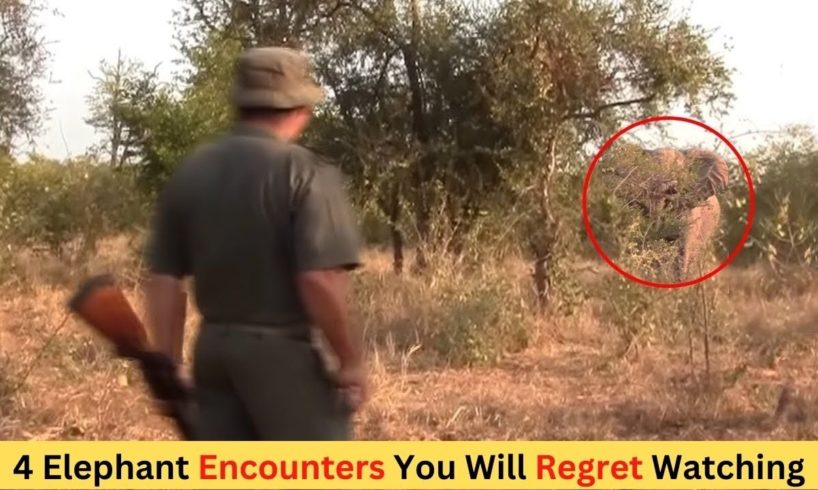 4 Elephant Encounters You Will Regret Watching | Elephant Close Encounter | Jaws