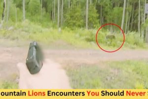 4 Mountain Lion Encounters You Should Never See | Scary Animal Encounter | Close Encounter | Jaws