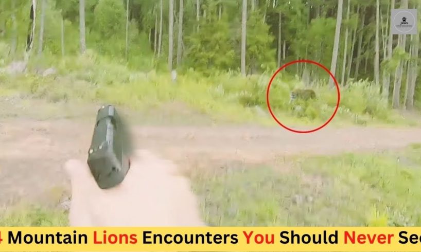 4 Mountain Lion Encounters You Should Never See | Scary Animal Encounter | Close Encounter | Jaws