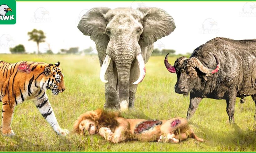 5 Animals That Can Kill a Lion Easily | Wild Animals