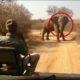 5 Elephant Encounters You Should Avoid Watching
