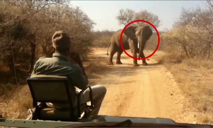 5 Elephant Encounters You Should Avoid Watching