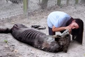 50 Animals That Asked People for Help & Kindness !