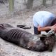 50 Animals That Asked People for Help & Kindness !