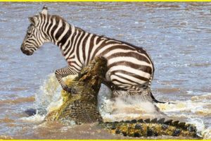 6 Fierce Animal Fights at Masai MARA STORY, KENYA | Animal Fights