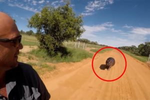 6 Hippo Encounters You Should Not Watch