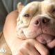 7 mitos sobre los pit bulls que son completamente mentira I El Dodo