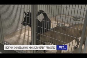 80 dogs seized from Michigan home in animal neglect investigation