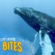 A Blue Whale's Tongue Weighs More Than An ELEPHANT!  | Wild Bites | BBC Earth Kids