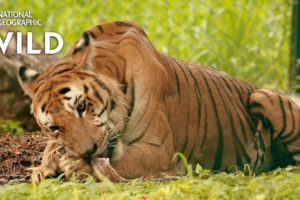 A Tiger's Tale | Jungle Animal Rescue