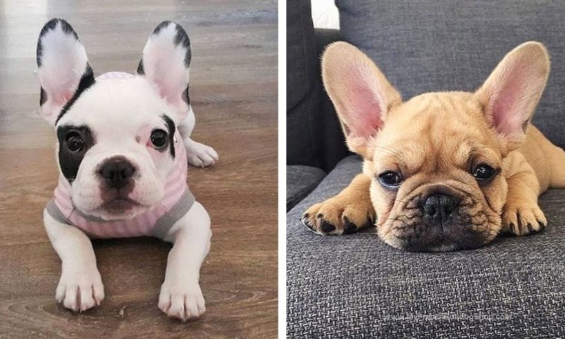 AWW 🥰French Bulldog's Funny And Cute Actions make Your Heart Flutter🐶|Cutest Puppies