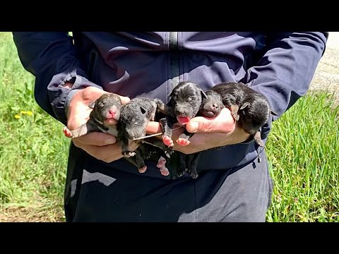 Abandoned dog mama cares for her newborn puppies in the canal by the roadside