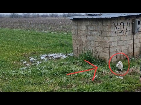 Abandoned tiny dog struggles to survive in the heart of winter..