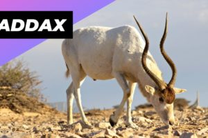 Addax 🐐 One Of The Most Endangered Animals In The Wild  #shorts