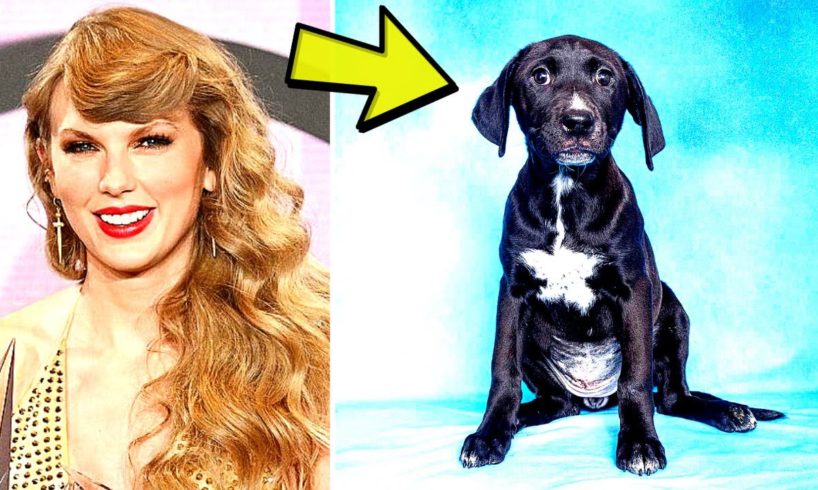 Adoptable Pets Named After Taylor Swift Following Her 'Generous' Donations to Animal Rescues
