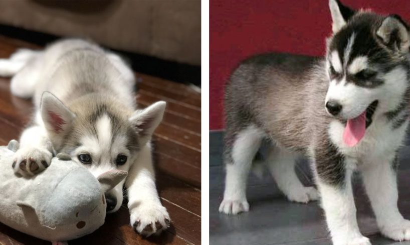 🥰 Adorable Huskies Make You Happy Every Day 🐶! Cutest Puppies