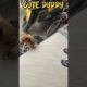 Adorable Puppy Compilation: Cutest Puppies Ever! #CutePuppies #PuppyLove