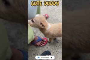 Adorable Puppy Compilation: Cutest Puppies Ever! #CutePuppies #PuppyLove #PuppyCompilation #Adorable