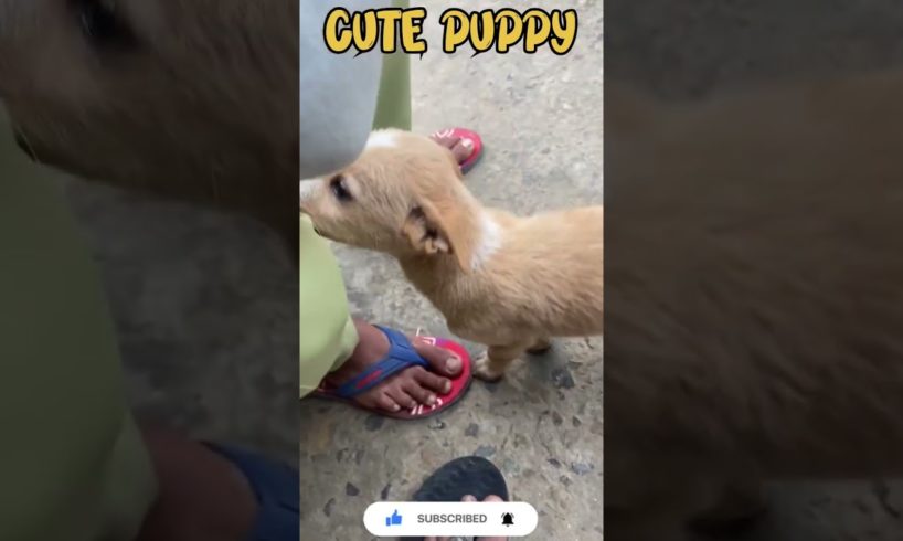 Adorable Puppy Compilation: Cutest Puppies Ever! #CutePuppies #PuppyLove #PuppyCompilation #Adorable