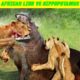 African Lion 🦁 Vs Hippopotamus | Animals Fights #bestfacts #factsdaily
