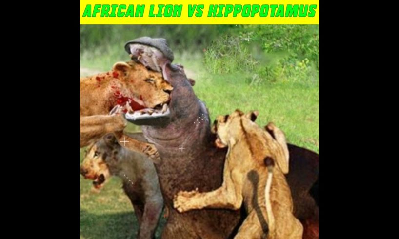 African Lion 🦁 Vs Hippopotamus | Animals Fights #bestfacts #factsdaily