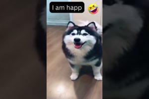 Alaskan MALAMUTE DOG DANCING and BEING HAPPY !  Funny animals😂 HAPPY DOG VIDEO #alaskanmalamute