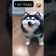 Alaskan MALAMUTE DOG DANCING and BEING HAPPY !  Funny animals😂 HAPPY DOG VIDEO #alaskanmalamute