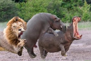 Amazing! Brave Hippo fight back the Lion to protect yourself - Wild animal Fights 2023