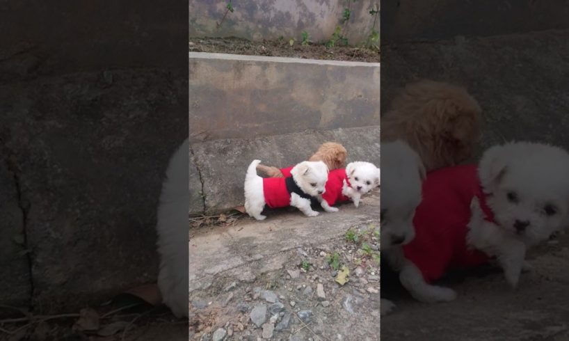 Amilys Cutest Puppies #115 #short #pet #puppy #cutedogs #amilys