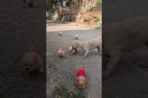 Amilys Cutest Puppies #117 #short #pet #puppy #amilys #cutedogs