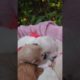 Amilys Cutest Puppies #60 #short #pet #cutedogs #puppy #amilys