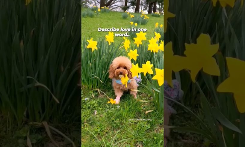 Amilys Cutest Puppies and Chiffon