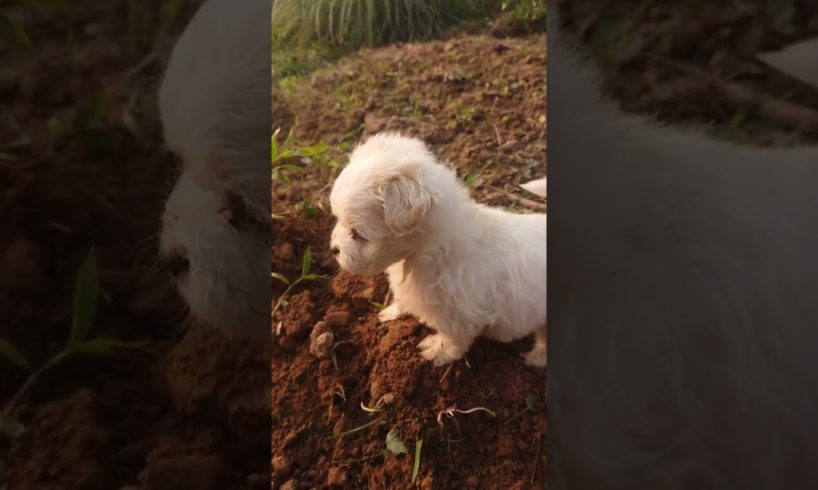 Amilys Cutest Puppies and Ducks playing together in garden