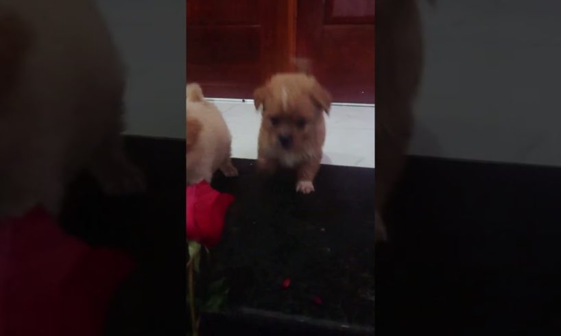 Amilys Cutest Puppies playing with rose
