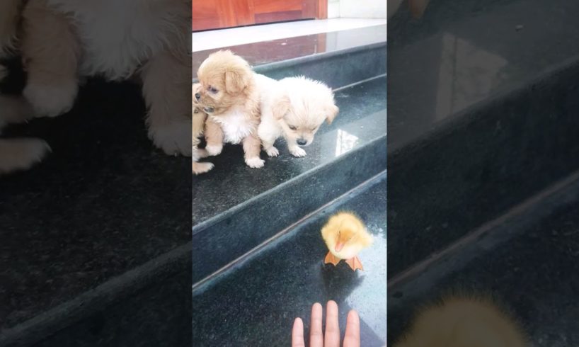 Amilys Cutest Puppies #short #pet #puppy #cutedogs #amilys #124