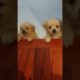 Amilys Cutest Puppies #short #pet #puppy  #cutedogs #amilys #155