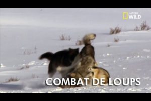 Animal Fight Club | Combat de loups