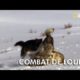 Animal Fight Club | Combat de loups
