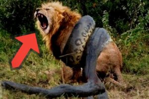 Animal Fights| Wild Animals Attacks | World Dangerous Animals