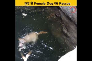 Animal Rescue Team Help A Female Dog || #shorts #viral #trending #youtubeshorts